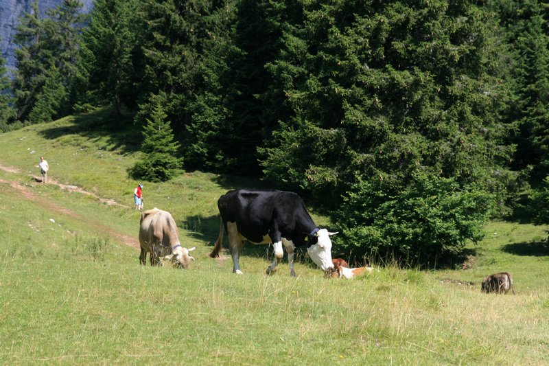 Click per vedere la foto successiva