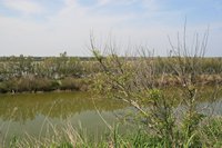 Pasquetta 2011