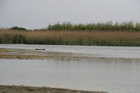 Pasquetta 2011